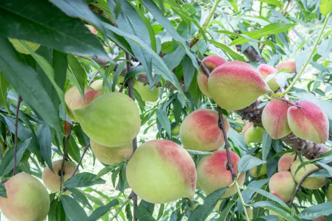 亲农好物｜翁源鹰嘴桃，好吃“桃”不掉！