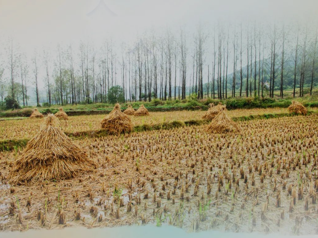 肥土不废，，，沃土“搬家”