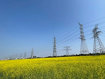 15vip太阳集团妄想丨央视点赞东莞厚街复耕良田盛开迎春花！！！