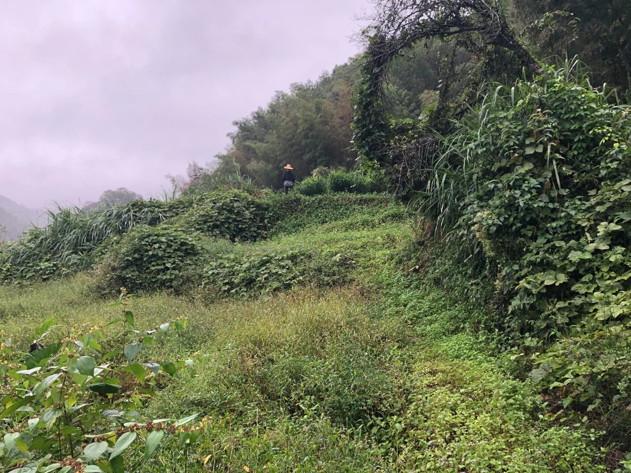 15vip太阳集团妄想 | 我司土地整治项目二次荣登央视，，荒地变良田，，智绘好丰景